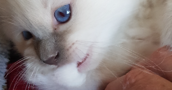 Vanessa pet sitter à Fontenay-Saint-Père 78440_7