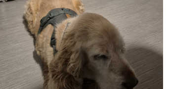 axelle pet sitter à ST HERBLAIN 44800_3