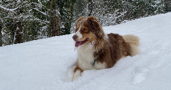 marie-aude pet sitter à CHAUMES EN BRIE 77390_2