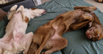 caroline pet sitter à Aubais 30250_4