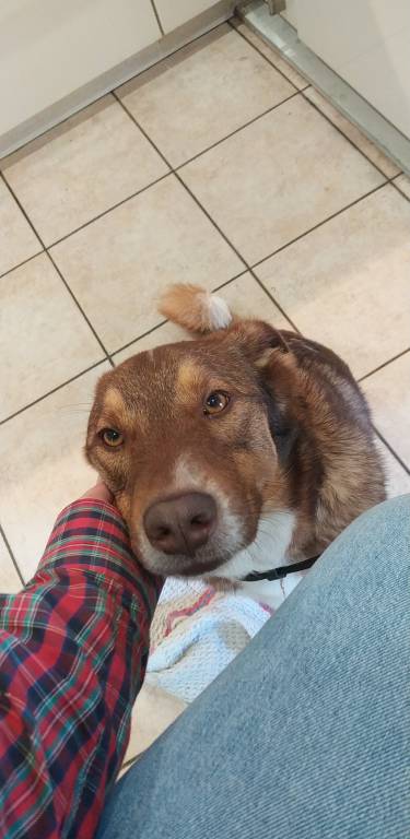 eléa pet sitter à Lyon 69003_6