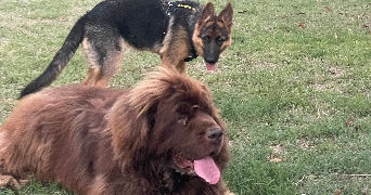 joel dog sitter à PINET 34850_9