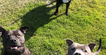 elodie pet sitter à NICE 06000_4