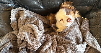 sarah dog sitter à ANGERS 49100_5