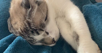 kelly pet sitter à ST HILAIRE SUR RISLE 61270_1