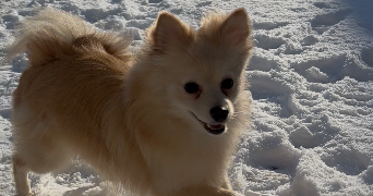 julie pet sitter à MARLY 59770_1