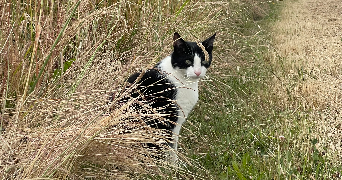eline pet sitter à LE LOROUX BOTTEREAU 44430_2