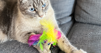 duygu pet sitter à REIMS 51100_8