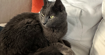 myriam pet sitter à La limouziniere 44310_3