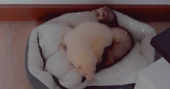 maëva pet sitter à AULNAY SOUS BOIS 93600_1