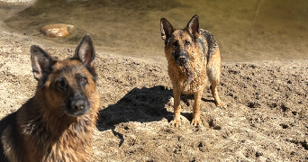 lauryne pet sitter à Bruay la Buissière 62700_6