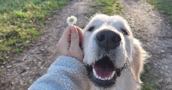 jade pet sitter à ST CLAR DE RIVIERE 31600_0