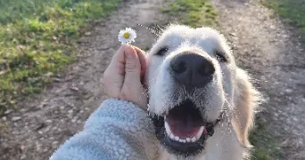 jade pet sitter à ST CLAR DE RIVIERE 31600