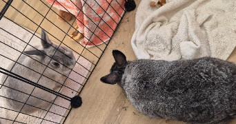 candice pet sitter à FERRIERES EN BRIE 77164_2