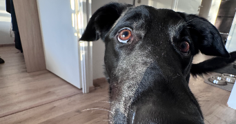 dorine pet sitter à NANTES 44100_4