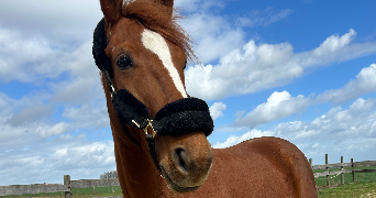 mathilde  pet sitter à Bienvillers au bois 62111_8