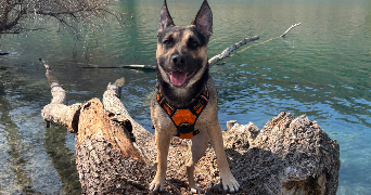 laurie pet sitter à LA ROQUETTE SUR VAR 06670_2