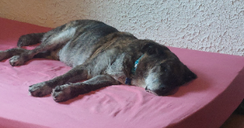 joëly pet sitter à Abelcourt 70300_1