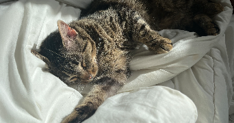 emma pet sitter à TOUTENS 31460_1