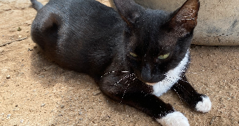 kebe pet sitter à PARIS 12 75012_0