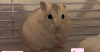 angelica pet sitter à ESVRES 37320_5