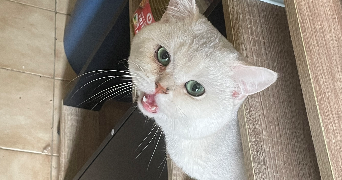 jérôme pet sitter à MONTREUIL 93100_4