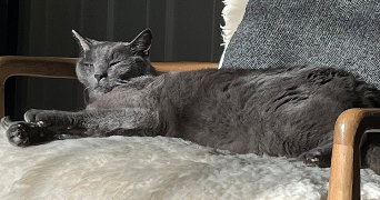 yzée pet sitter à COLOMBES 92700_1