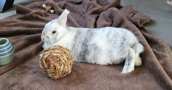 hélène pet sitter à LUDRES 54710_3