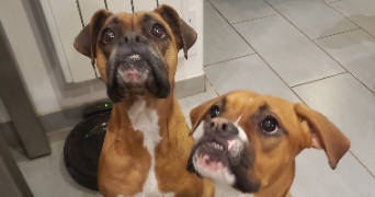 amélie pet sitter à CHARVIEU CHAVAGNEUX 38230_2