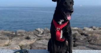 ludovic pet sitter à PLAISIR 78370_0