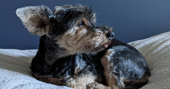 florine pet sitter à SUNDHOUSE 67920_0