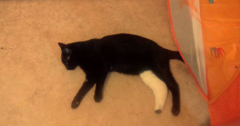 steven pet sitter à PLOUDALMEZEAU 29830_5