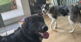 fanny pet sitter à VILLARD BONNOT 38190_5