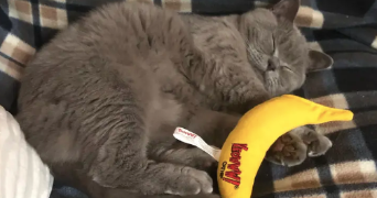 kelly cat sitter à BOULOGNE BILLANCOURT 92100_3