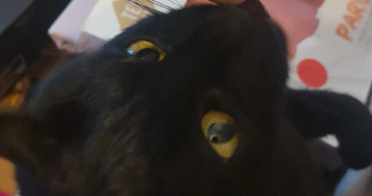 hidaya pet sitter à fontenay le fleury 78330_2