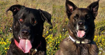 célia pet sitter à CUINCY 59553_1