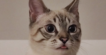 ana paula cat sitter à BEZONS 95870_9