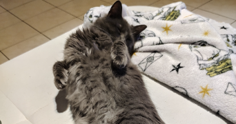 juliette pet sitter à LILLE 59160_5