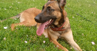 julie pet sitter à Nogent-sur-Oise 60180_2