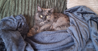 eva pet sitter à ANGERS 49000_2