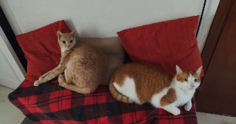 elise pet sitter à ST MARTIN D HERES 38400_0