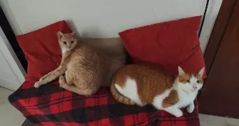 elise pet sitter à ST MARTIN D HERES 38400