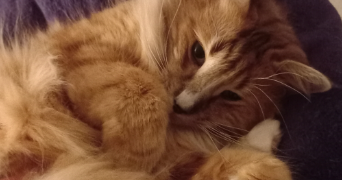 camille pet sitter à Saumur 49400_2