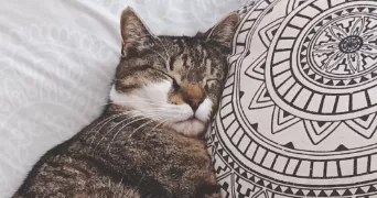 alissia pet sitter à RODILHAN 30230