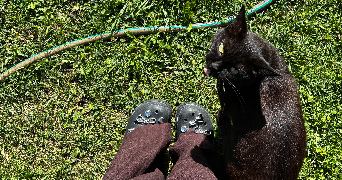 sarah pet sitter à LANESTER 56600_2