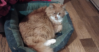 kévin pet sitter à BIARRITZ 64200_1