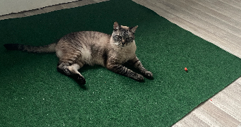 saadia cat sitter à CHATENAY MALABRY 92290_5