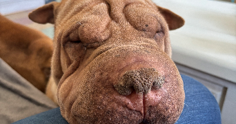 léa pet sitter à ALATA 20167_1