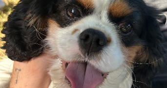 marion pet sitter à LE HAVRE 76620_7