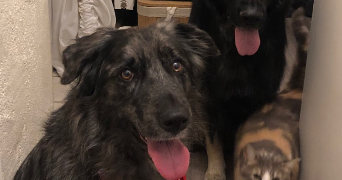 alisée pet sitter à PLOMBIERES LES DIJON 21370_7